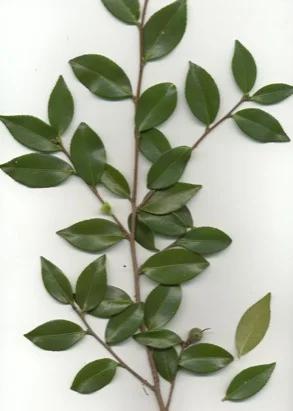 IFAS Leon Co. — photo 5