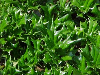 IFAS Leon Co. — photo 7