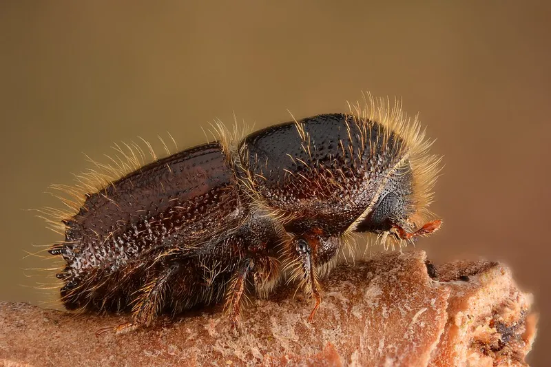 IPS Bark Beetle (N/A) β pest in Middle Tennessee