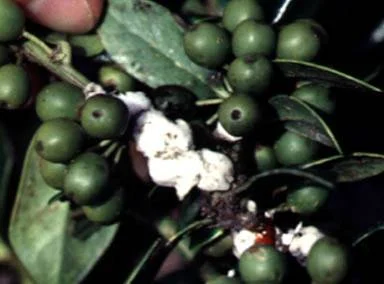 Japanese — photo 2