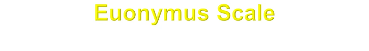 Japanese — photo 3