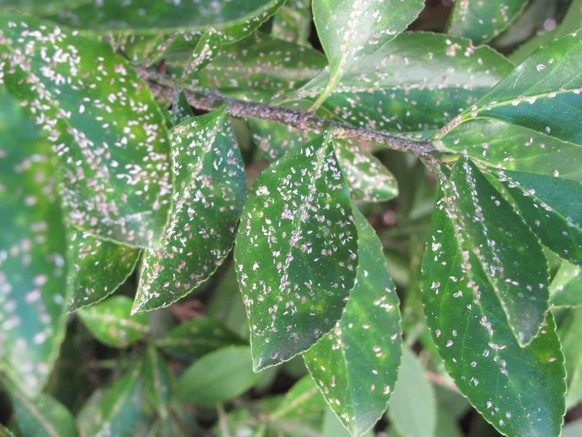 Japanese — photo 4