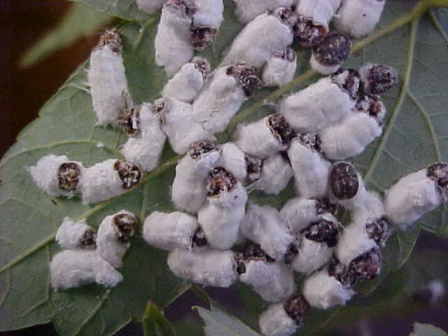 Japanese — photo 5