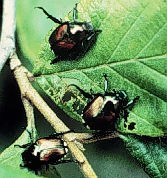 Japanese Beetle — photo 2