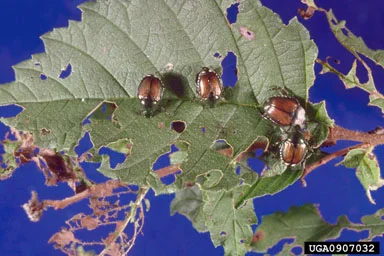 Japanese Beetles — photo 2