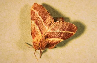 John Davidson — photo 3