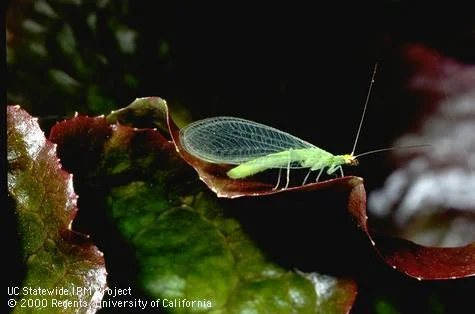 Lacewing — photo 2