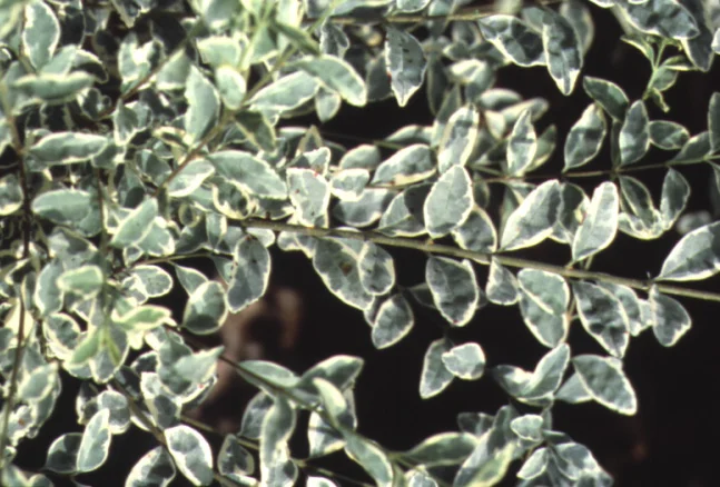 Ligustrum — photo 2