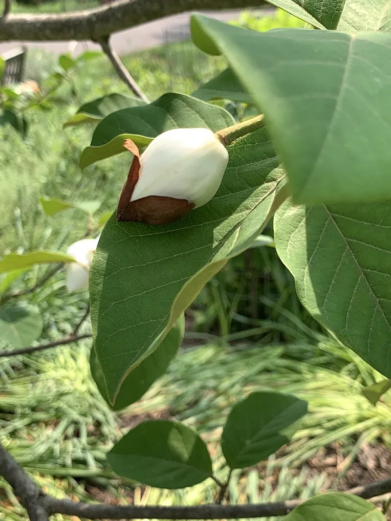 Magnolia Scale (Neolecanium cornuparvum) β pest in Middle Tennessee