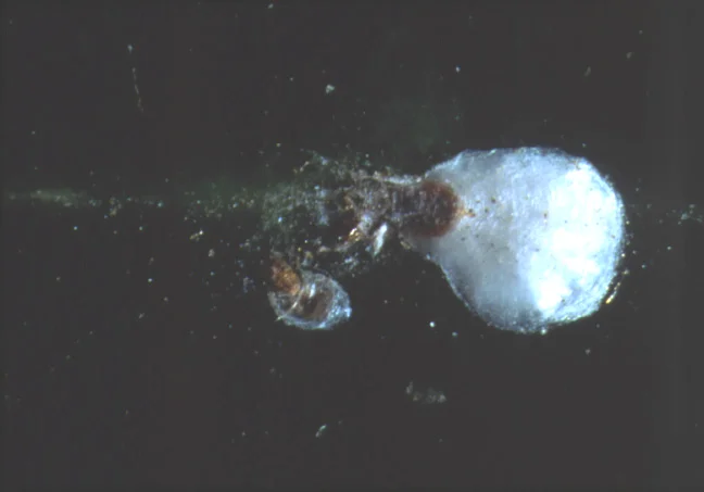 Magnolia White Scale — photo 2