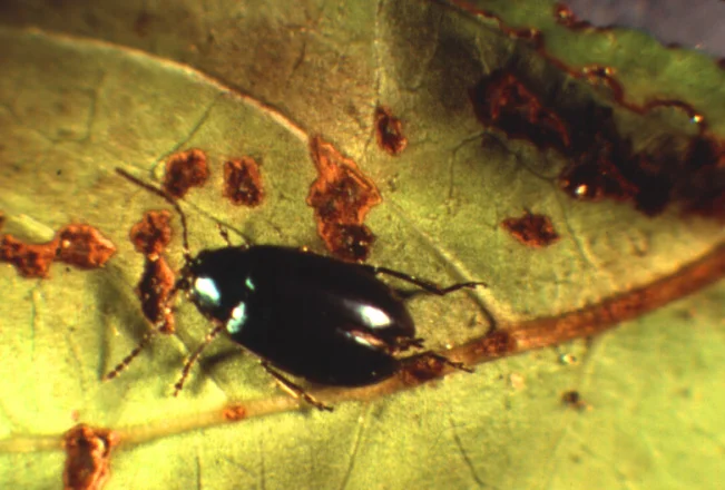 Metallic Beetles — photo 2