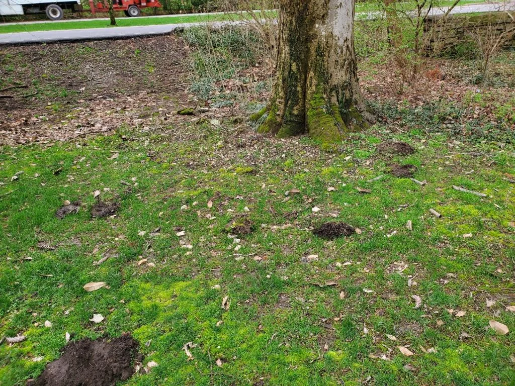 Eastern Mole — photo 4