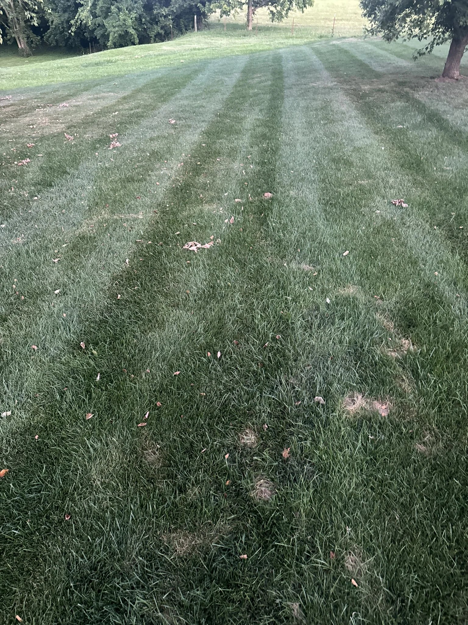 Eastern Mole — photo 5