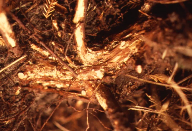 Mushroom Root Rot — photo 2