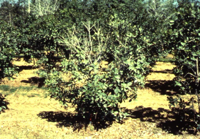 Mushroom Root Rot — photo 3