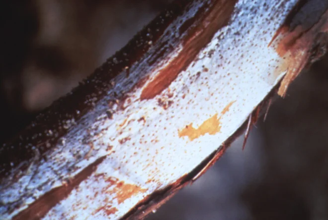 Mushroom Root Rot — photo 4