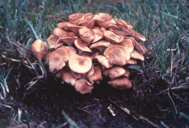 Mushroom Root Rot — photo 5