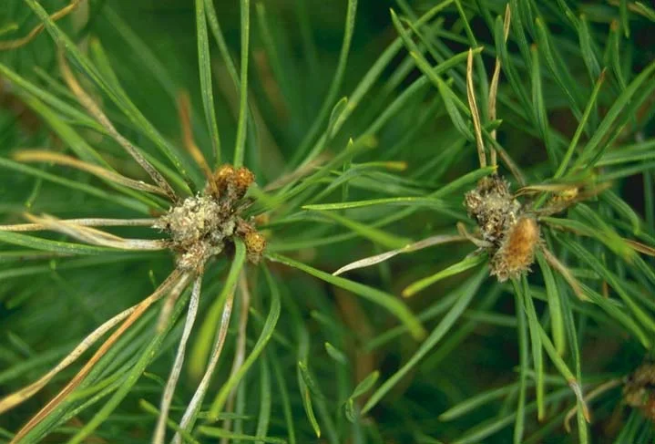 Nantucket Pine Tip Moth — photo 2