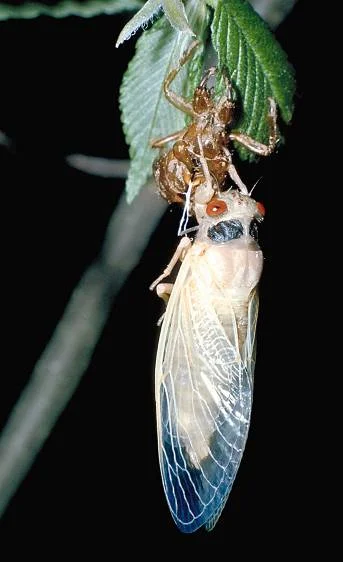 Periodical — photo 2