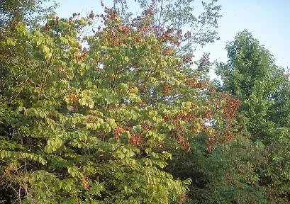 Periodical — photo 3