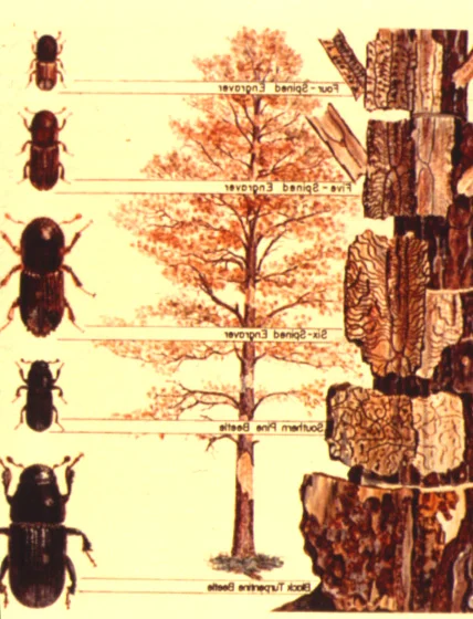 Pine Bark Beetles — photo 2