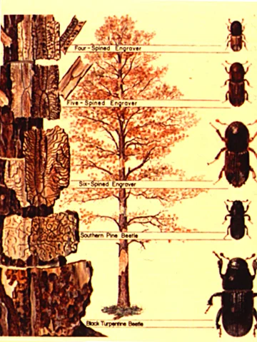 Pine Bark Beetles — photo 3