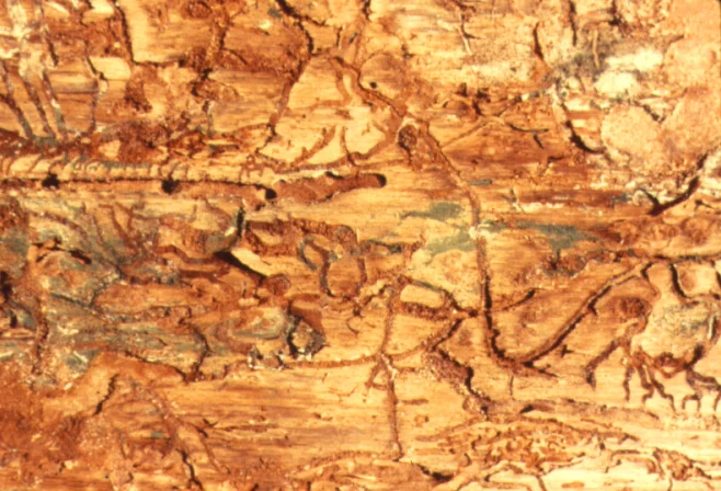 Pine Bark Beetles — photo 4