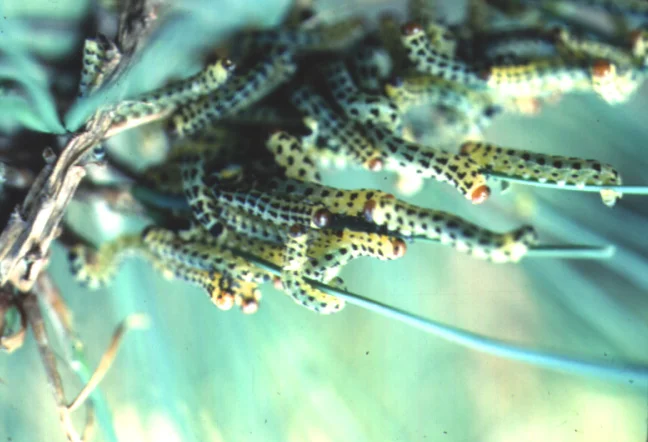 Pine Sawflies — photo 2
