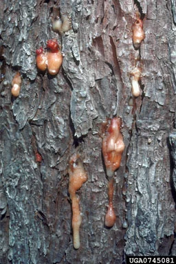 Pitch Tubes — photo 2