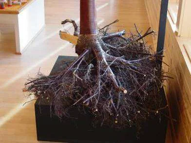 Placement? — photo 2