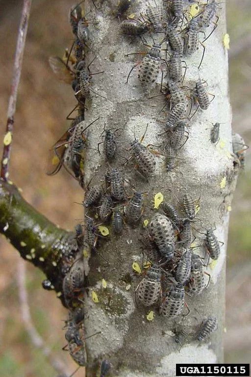 “Plant lice” — photo 2