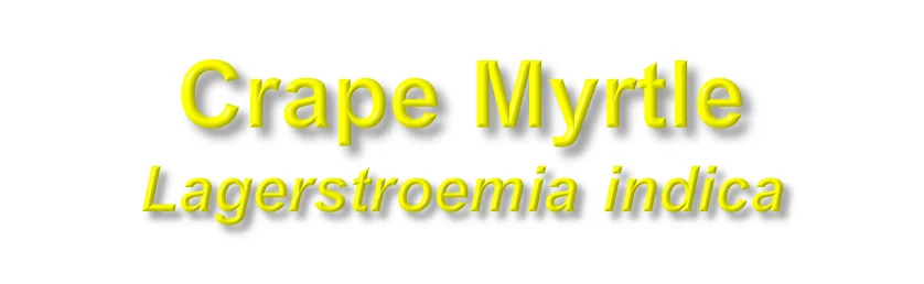 “Plant lice” — photo 4