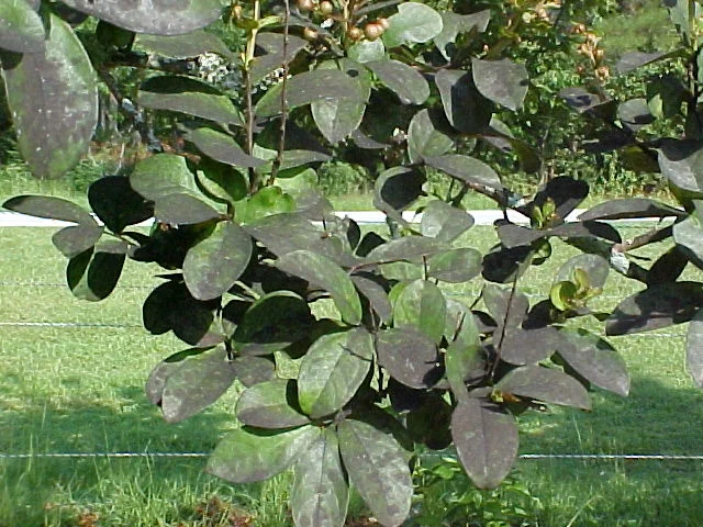 “Plant lice” — photo 6