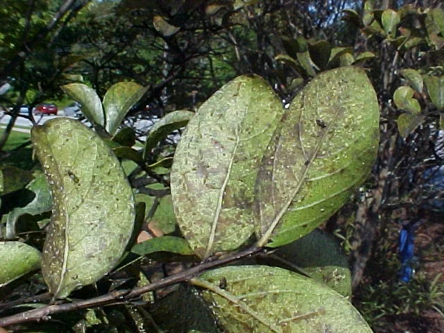 “Plant lice” — photo 7