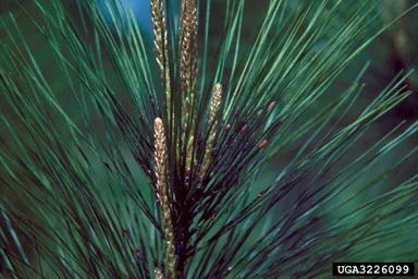 “Plant lice” — photo 8