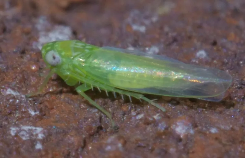 Potato Leafhopper (N/A) β pest in Middle Tennessee