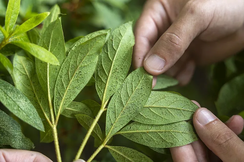 Rhododendron Lace Bug (N/A) β pest in Middle Tennessee