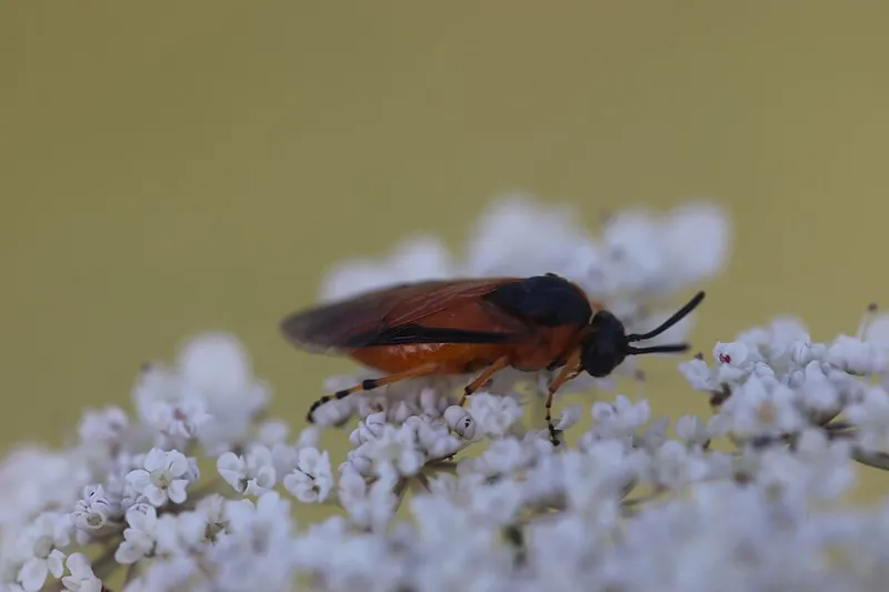 Rose Sawfly (Arge ochracea) β pest in Middle Tennessee