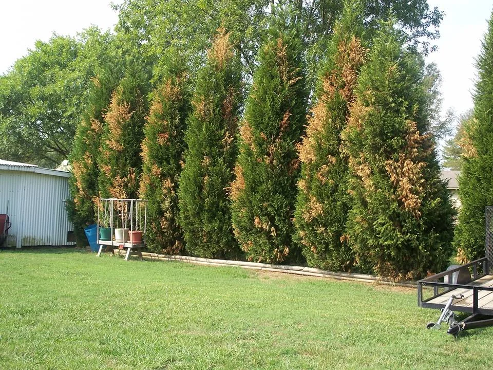 Seiridium — photo 3