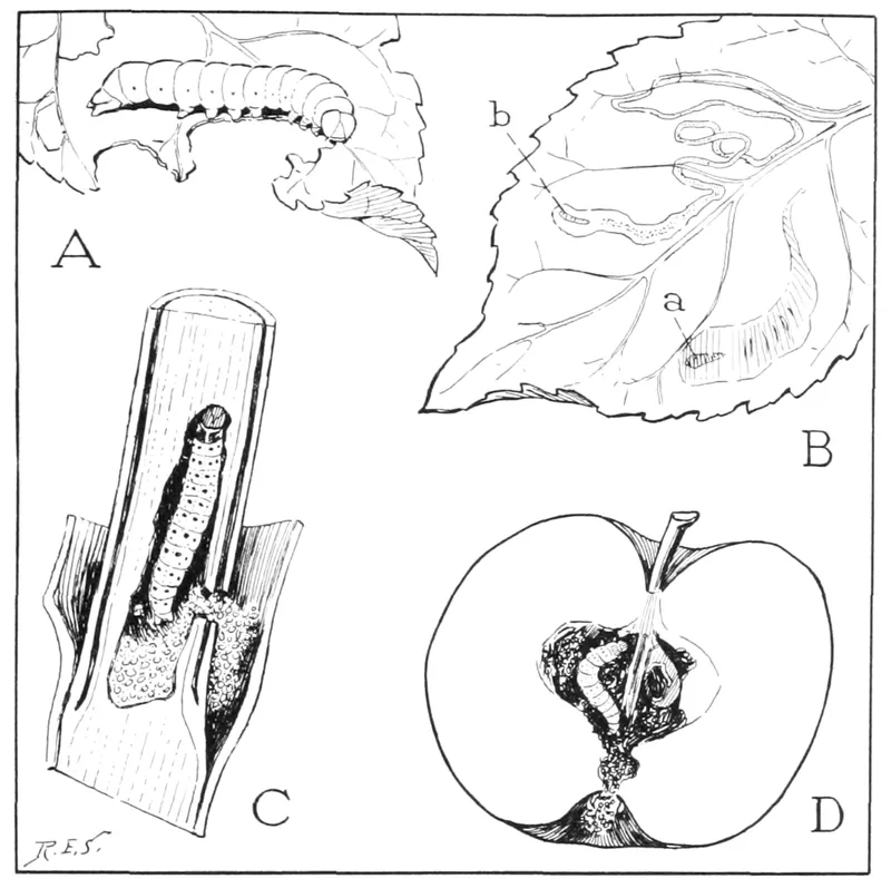 Serpentine Leaf Miner (Liriomyza trifolii) β pest in Middle Tennessee