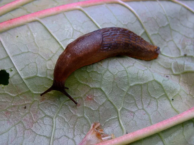 Slugs (N/A) β pest in Middle Tennessee