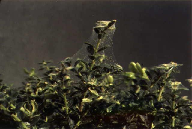 Spider Mite Management — photo 3