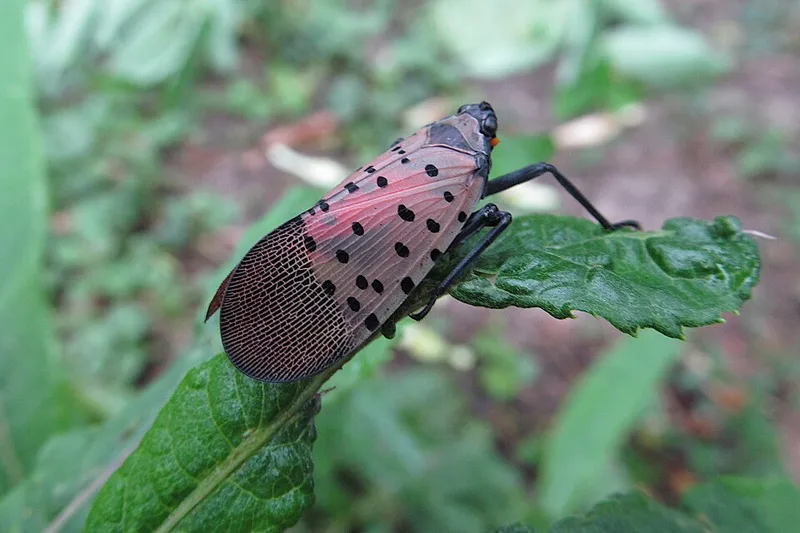 Spotted Lanternfly (Lycorma delicatula) β pest in Middle Tennessee