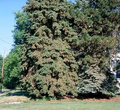 Spruce — photo 3