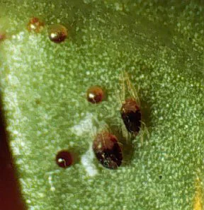 Spruce Spider Mite — photo 2