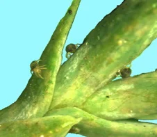 Spruce Spider Mite — photo 3