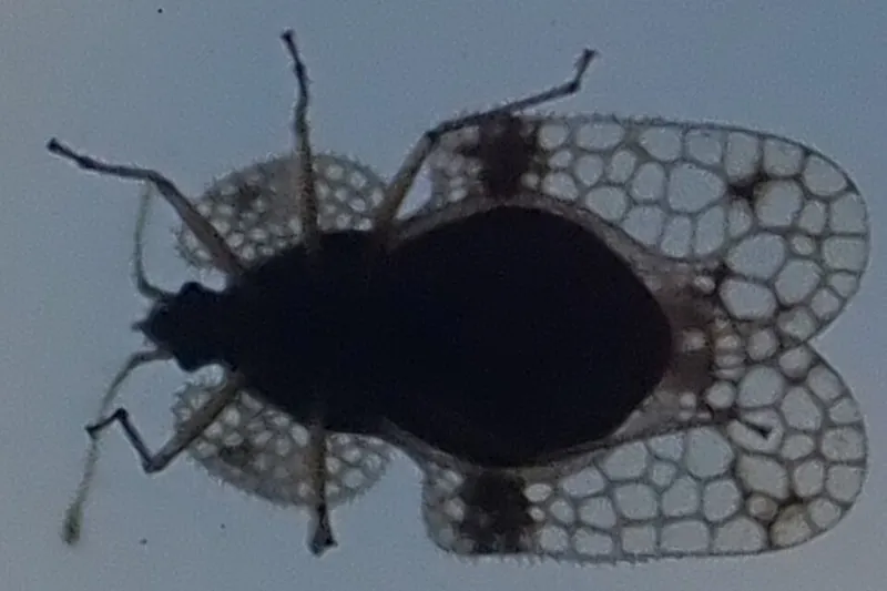 Sycamore Lace Bug (Corythucha ciliata) β pest in Middle Tennessee