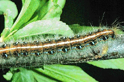 Tent Caterpillars — photo 2
