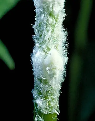A planthopper nymph among waxy filaments. in Middle Tennessee