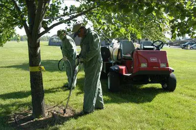 Acephate (Lepitect) as a systemic soil in Middle Tennessee